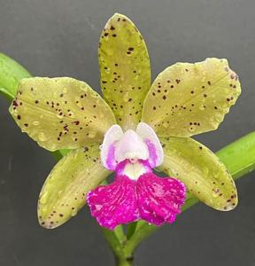 Rhyncholaeliocattleya Exotic Jade