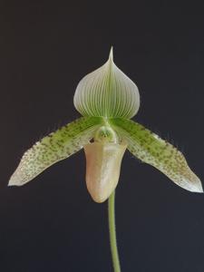 Paphiopedilum Alwine