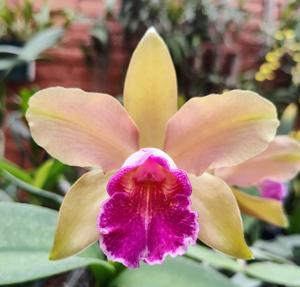 Rhyncholaeliocattleya Waikiki Gold-tigrina