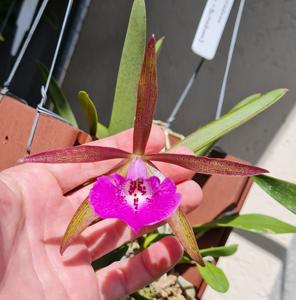 Brassocattleya Tigrinodosa