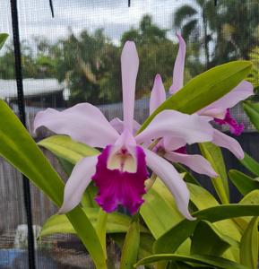 Cattleya Schilleriana gx