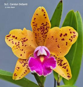 Cattleya Carolyn DeSanti