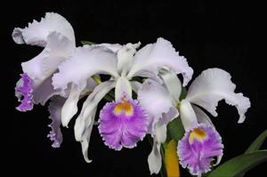 Cattleya Lawre-Mossiae