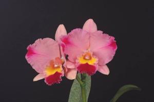 Rhyncholaeliocattleya Circle Magic