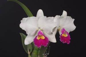 Cattleya Amazing Resort