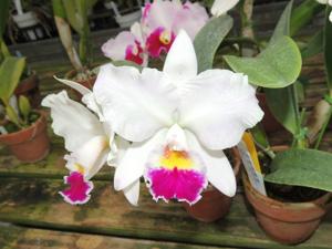 Cattleya Amazing Resort