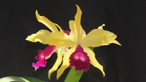 Rhyncholaeliocattleya Golden Bird