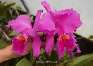 Cattleya Gravesiana