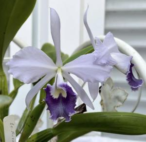 Cattleya Riva