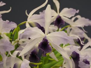 Cattleya Mysterious Night