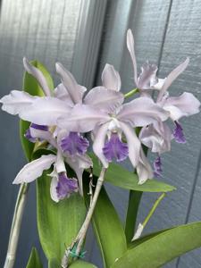 Cattleya Victoria-Regina