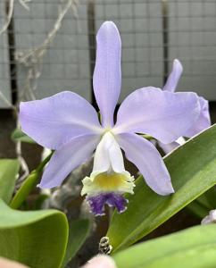 Cattleya Mrs. Herbert Greaves