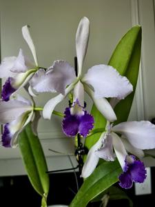 Cattleya Adel's Treasure