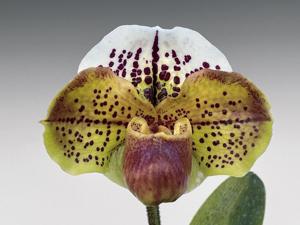 Paphiopedilum Buddy Fun Mark