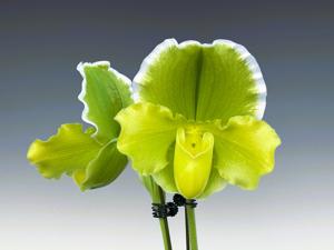 Paphiopedilum Olympic Emerald