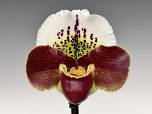 Paphiopedilum Precocious Marie