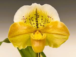 Paphiopedilum Pumpkin Pie