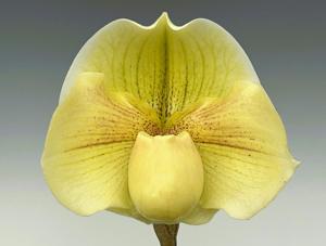 Paphiopedilum Lavalier
