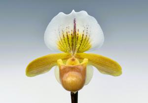 Paphiopedilum Sandra's Helen Maha