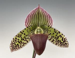 Paphiopedilum Macabre Rapture