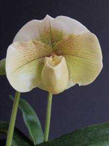 Paphiopedilum Shirokane