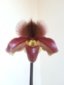 Paphiopedilum Solamba