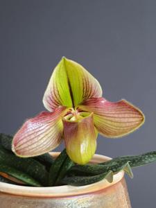 Paphiopedilum Blyat