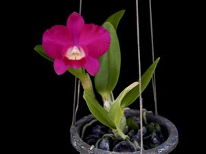 Cattleya Mini Purple-Irene Teo Lai Kheng