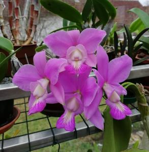 Cattleya Brazilian Jewel