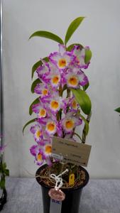 Dendrobium Angel Moon