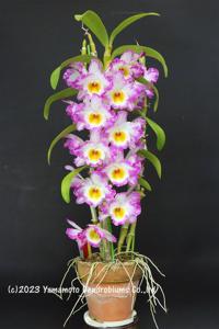 Dendrobium Angel Moon