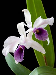 Cattleya Mysterious Night