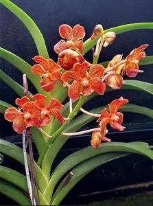 Vanda Red Gem