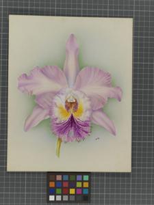 Rhyncholaeliocattleya Apollo