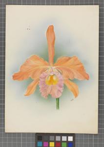 Cattleya Apollo