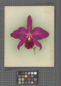 Cattleya Warnhamensis (1898)