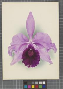 Cattleya Invincible