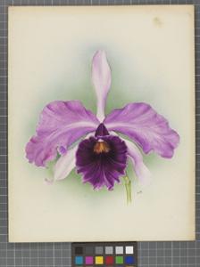 Cattleya Invincible