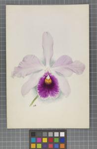 Cattleya Adela