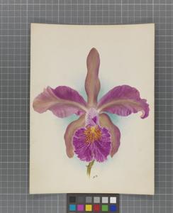 Cattleya Claudian