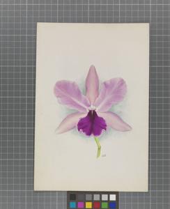 Cattleya Ella