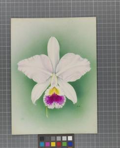 Cattleya Cybele