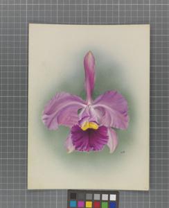 Cattleya Dietrichiana