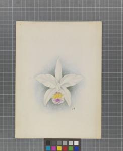 Cattleya Exquisita