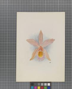 Cattleya Fulvescens