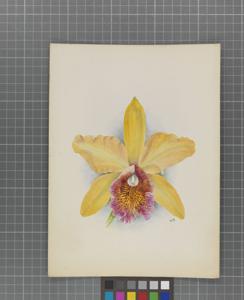 Cattleya Fulvescens