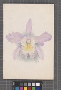 Rhyncholaeliocattleya Thorntonii