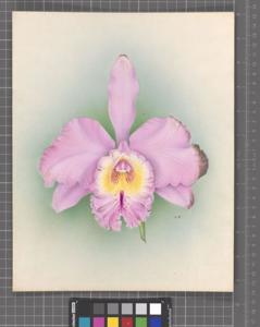 Rhyncholaeliocattleya Shilliana