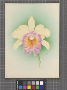 Rhyncholaeliocattleya Mars