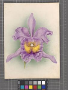 Rhyncholaeliocattleya Ilene